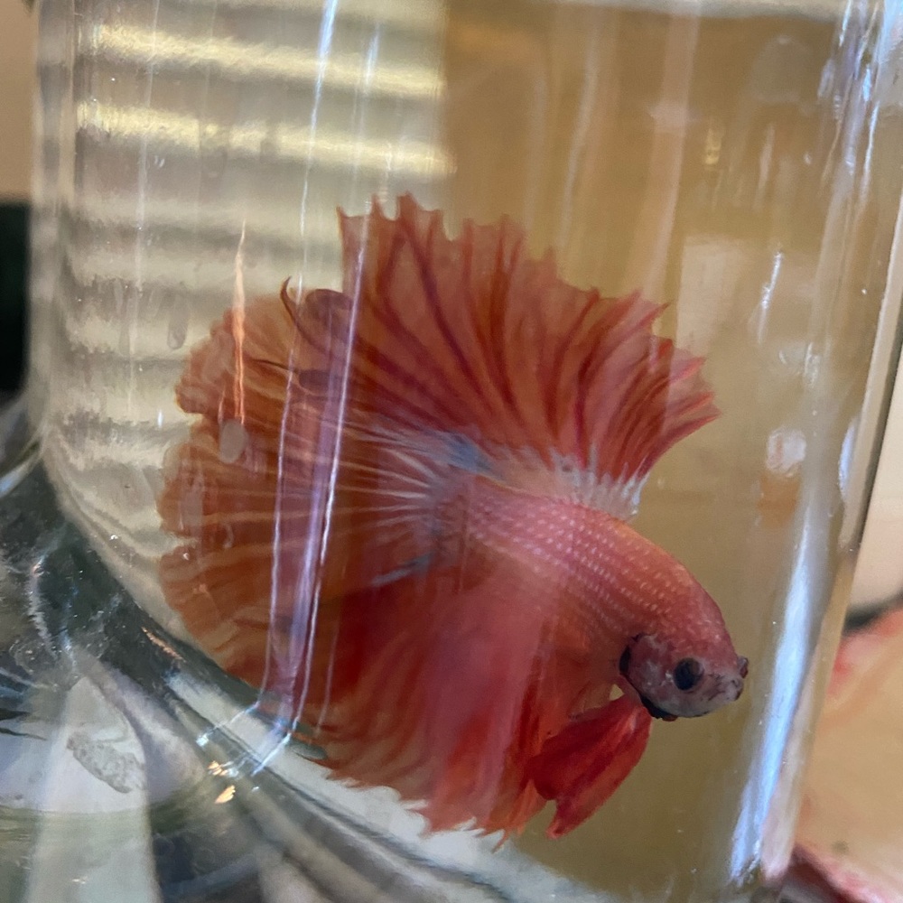 Meet your Posher, Charlotte